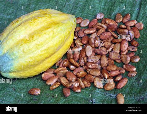 chocolate, cocoa tree (Theobroma cacao), mature fruit with seeds Stock ...