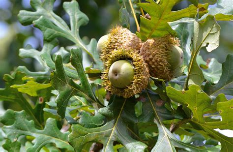 David Holmgren on tree crops - Milkwood: permaculture courses, skills ...