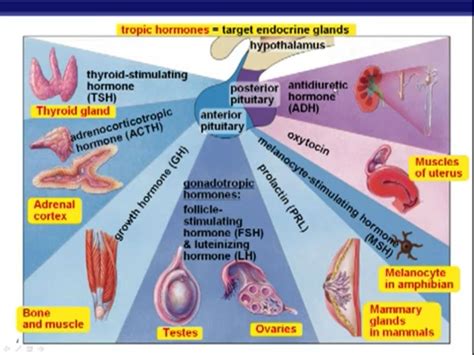 Tropic Hormones Target Endocrine Glands | Endocrine system nursing, Endocrine system, Public ...