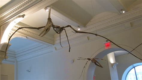 Pteranodon ingens | Pteranodon ingens AMNH, NYC, New York (M… | Flickr