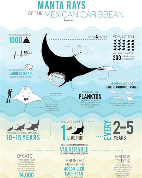 Shawn Heinrichs (@shawnheinrichs) Manta Ray infographic | Animal ...