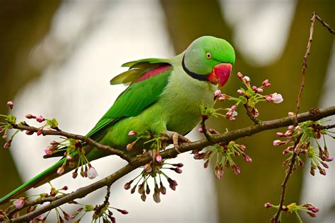 Wildlife in the Netherlands: a Dutch safari – DutchReview