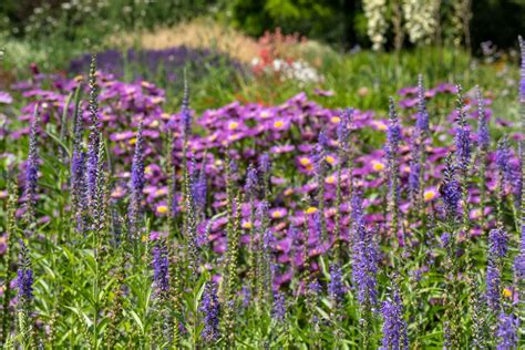 How to Plant a Rainbow Garden (+ 3 Garden Layouts that Work)