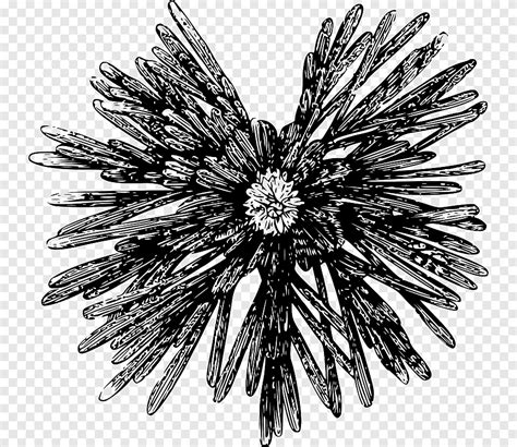 Sea urchin, ink, monochrome png | PNGEgg