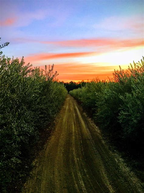 Olive Tree Varieties | Woodpecker Trail Olive Farm