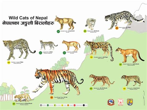 Lucky No. 13? Latest images could add to Nepal’s 12 wildcat species