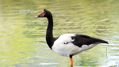 Magpie Goose | San Diego Zoo Animals & Plants