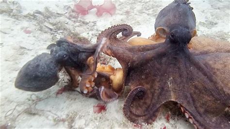 Epic Octopus Fight Caught on Video