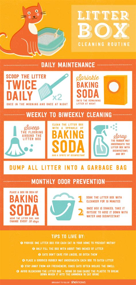 The perfect litter box cleaning routine (INFOGRAPHIC) – SheKnows