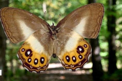 Lord of The Rings villain Sauron gives new butterfly species its name