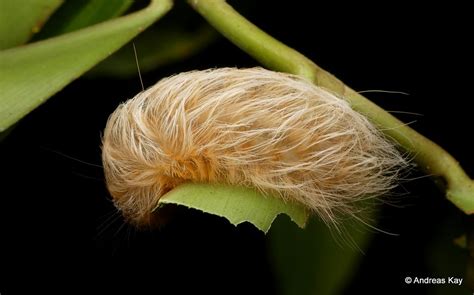 Stinging Flannel Moth Caterpillar, Megalopygidae - a photo on Flickriver