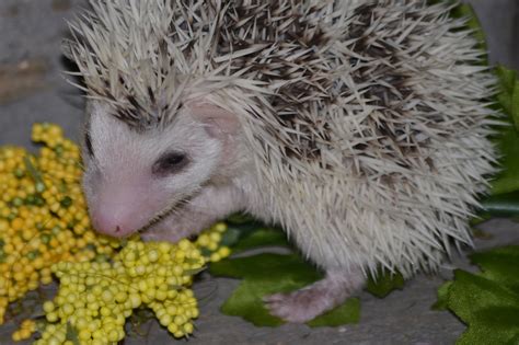 What to Feed your Hedgehog - Pins and Needles Hedgehogs