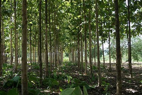 Royalty Free Teak Plantation Pictures, Images and Stock Photos - iStock