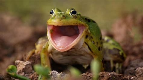 Frogs Screaming: Why Do Frogs Scream?