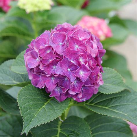 Wee Bit Grumpy® Bigleaf Hydrangea | Proven Winners | Bigleaf hydrangea, Hydrangeas for sale ...