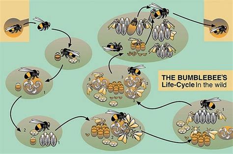 Lifecycle of bumblebee - BUZZZ........ ABOUT BUMBLEBEES