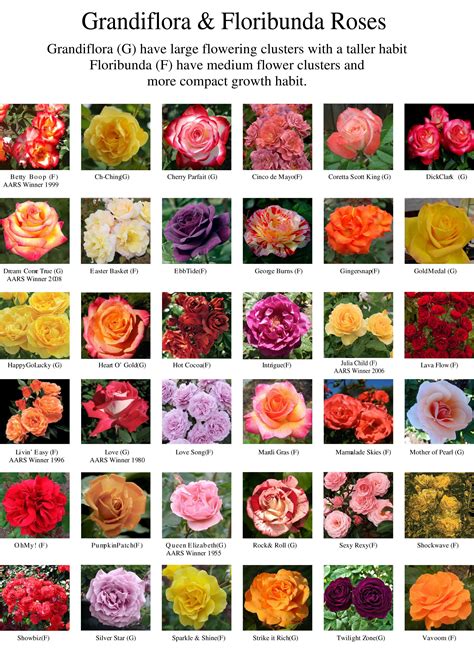 Hybrid tea roses, Types of roses, Rose varieties