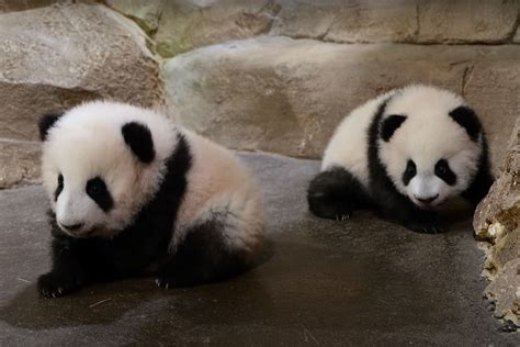 Newborn Panda
