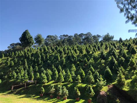 Árboles de Navidad naturales y mexicanos, ¿por qué elegirlos? | Comisión Nacional Forestal ...