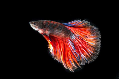 29+ Ultra Hd Betta Fish Wallpaper 4K Pics - OLED Wallpaper