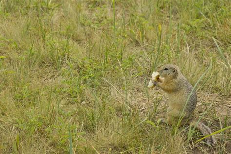 Funny Gopher Face stock photo. Image of ground, animal - 612532