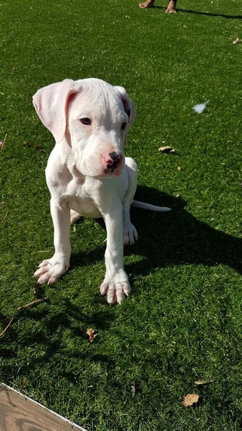 Bully Kutta Puppy 8 weeks | in Barnet, London | Gumtree