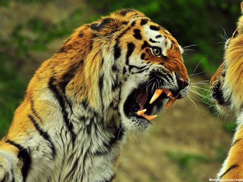 HD Angry Tiger Face Wallpaper | Download Free - 140724