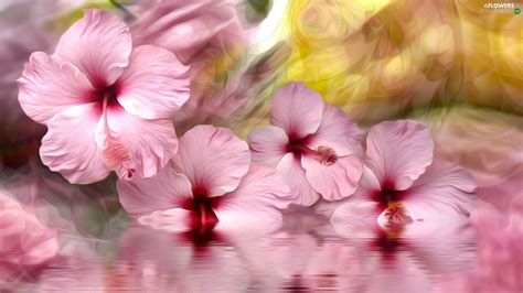 Pink Hibiscus Wallpaper - KoLPaPer - Awesome Free HD Wallpapers