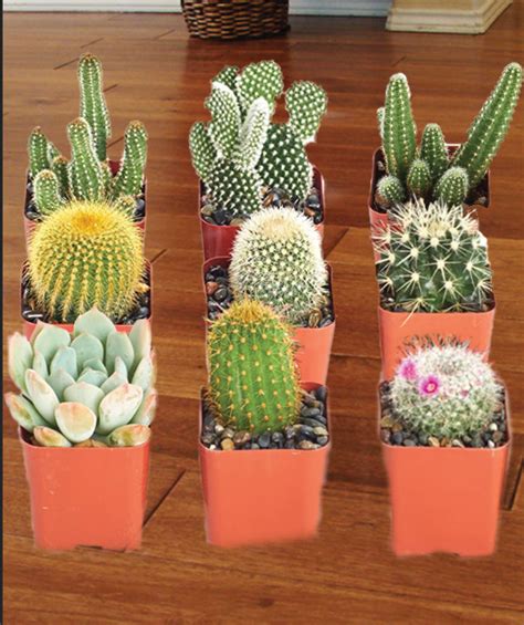 All Cactus Types - Animals