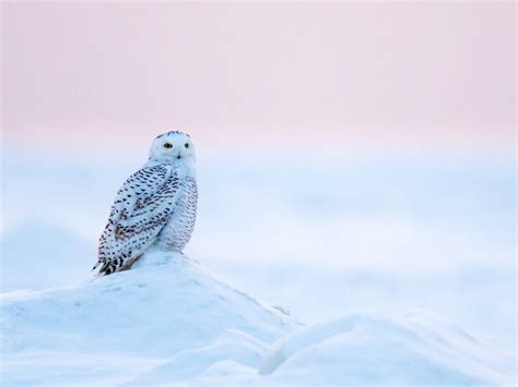 What Do Snowy Owls Eat? | Birdfact