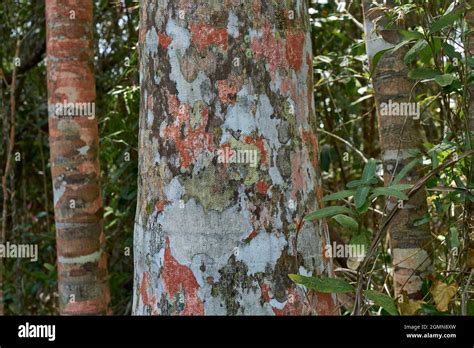 Yellow meranti tree hi-res stock photography and images - Alamy