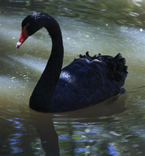 Australian wildlife 0034 | Black Swan Scientific name: Cygnu… | Flickr