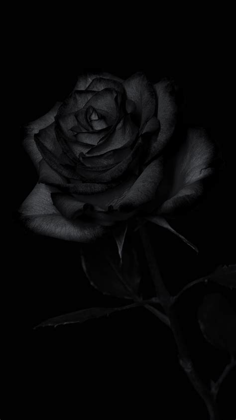 Black Rose Wallpaper | WhatsPaper