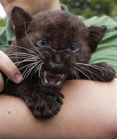 Baby black panther. Even when it’s angry, it’s cute. Angry Animals, Animals And Pets, Funny ...