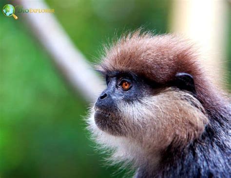 Purple-Faced Langur Characteristics | Semnopithecus Vetulus Diet & Facts