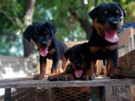 For Sale: Rottweiler Puppies - Cross Road