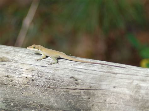 The Online Zoo - Green Anole