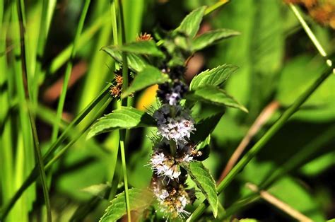 wetland plants e 072912.jpg