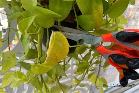 How To Prune Indoor Plants? (Step-By-Step Guide) » Simplify Plants