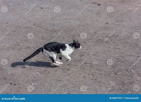 Fast running cat stock image. Image of fast, speed, blur - 63637231