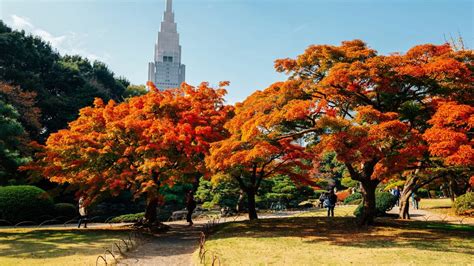 Shinjuku Gyoen National Garden: Review, Garden Map and More – RakuRakuJP