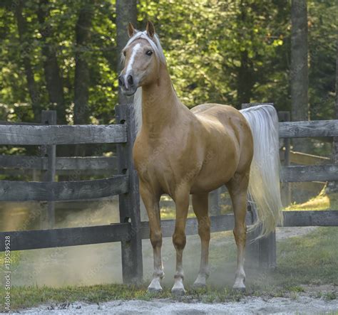 Palomino Tennessee Walking Horse gelding Stock Photo | Adobe Stock