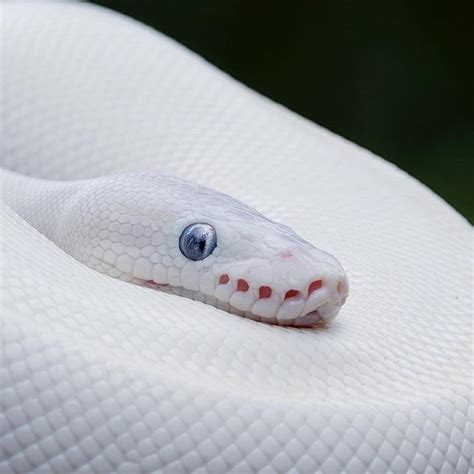 Leucistic Ball Python🐍 Follow @roam for more!👈 Tag someone that should ...