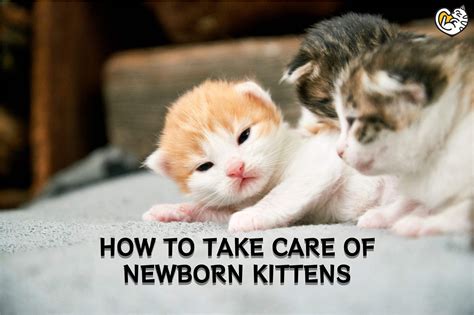 How to Take Care of Newborn Kittens