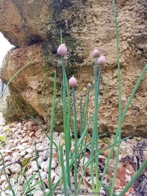 Chives: Plant Care and Collection of Varieties - Garden.org