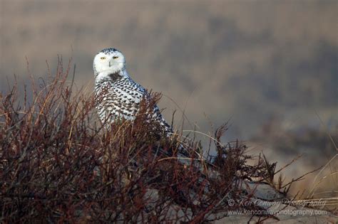 Ken Conway Photography | 2014: The Winter of the Snowy Owl