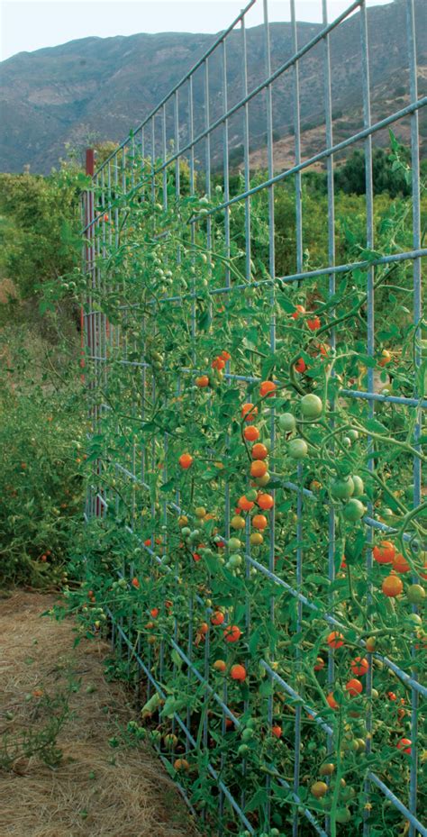 Learn to Build a Fence, Arbor, or Bridge to Support Your Tomatoes - FineGardening