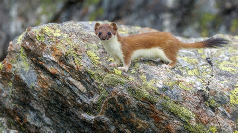 Stoat, Ermine and Weasel | Flickr