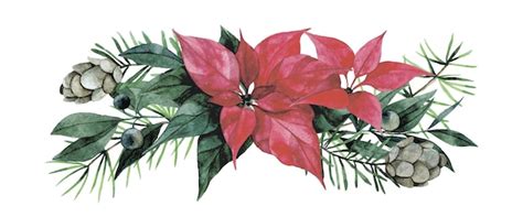 Premium Vector | Watercolor drawing christmas garland from plants red poinsettia flower berries ...