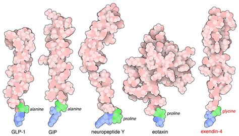 PDB-101: Molecule of the Month: Dipeptidyl Peptidase 4